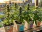 Preview: Grow Bucket Living Soil organic